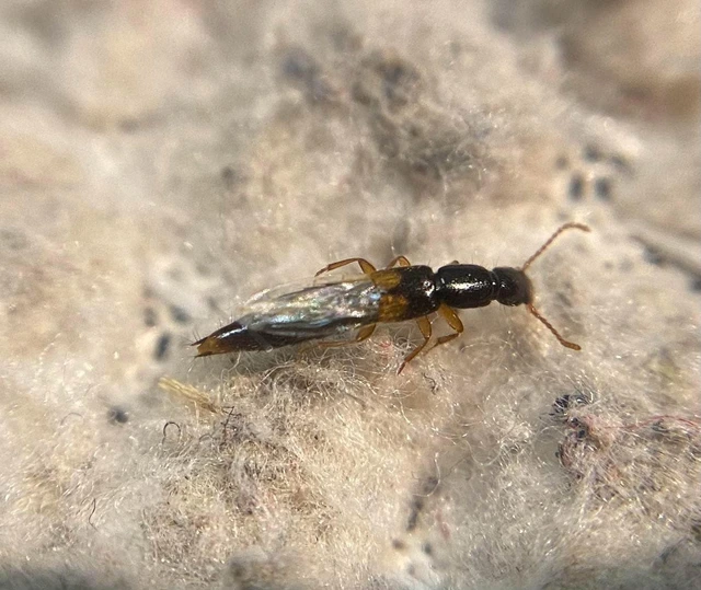 Leptobium gracile - kétfoltos pocsolyaholyva