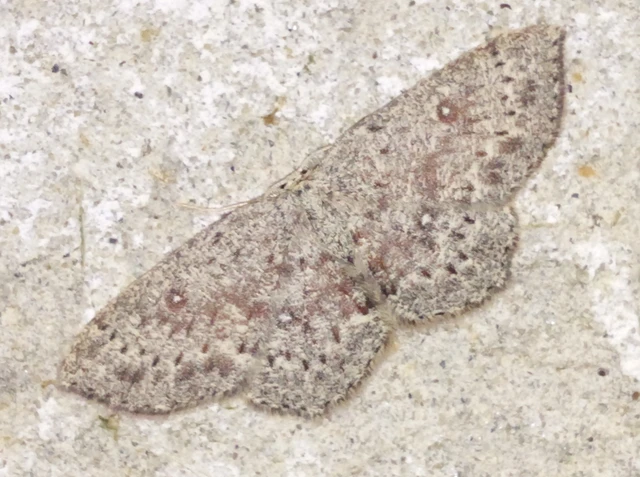 Cyclophora pendularia - fűzfa-pettyesaraszoló