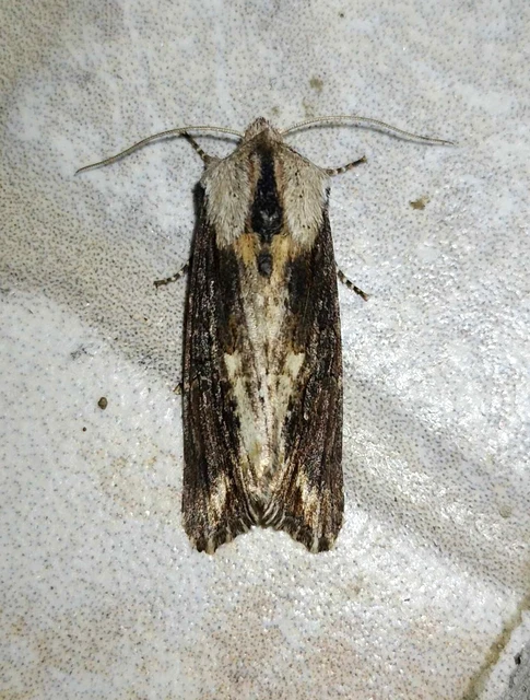Egira conspicillaris - változékony szürkebagoly