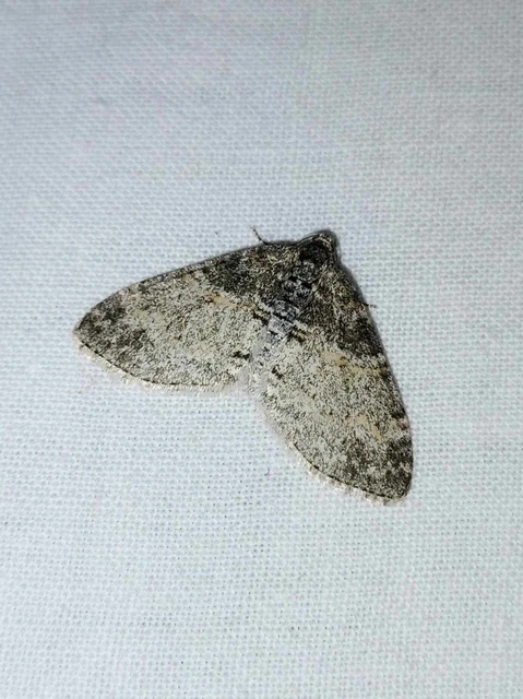 Lobophora halterata - szárnyfüggelékes araszoló