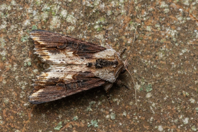 Egira conspicillaris - változékony szürkebagoly