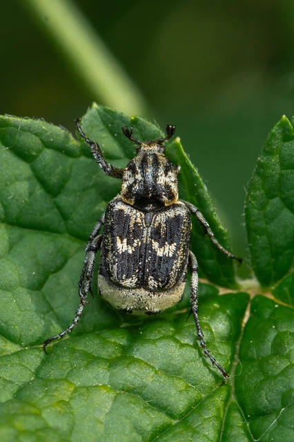Valgus hemipterus - suta virágbogár