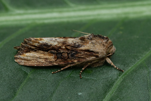 Egira conspicillaris - változékony szürkebagoly