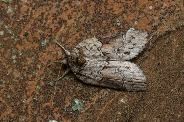 Nycteola siculana - fűz-trapézbagoly