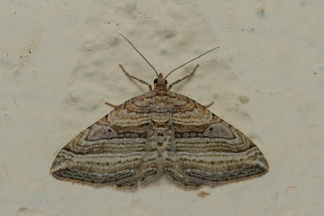 Costaconvexa polygrammata - soksávú araszoló