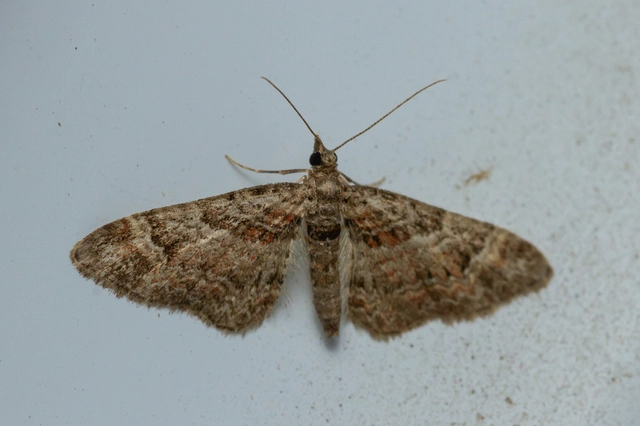 Gymnoscelis rufifasciata - vöröscsíkos törpearaszoló