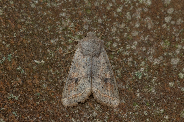 Orthosia gracilis - karcsú barkabagoly