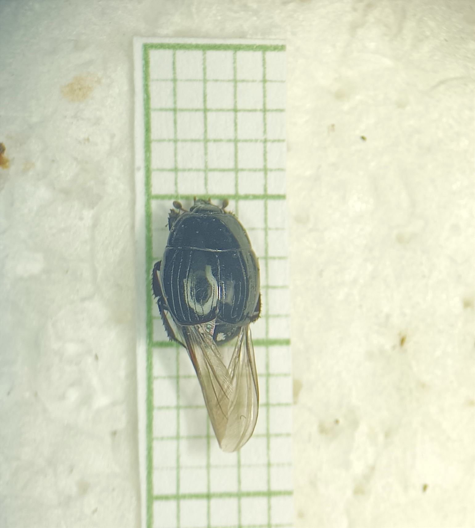 Margarinotus carbonarius