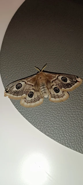 Saturnia pavoniella/pavonia