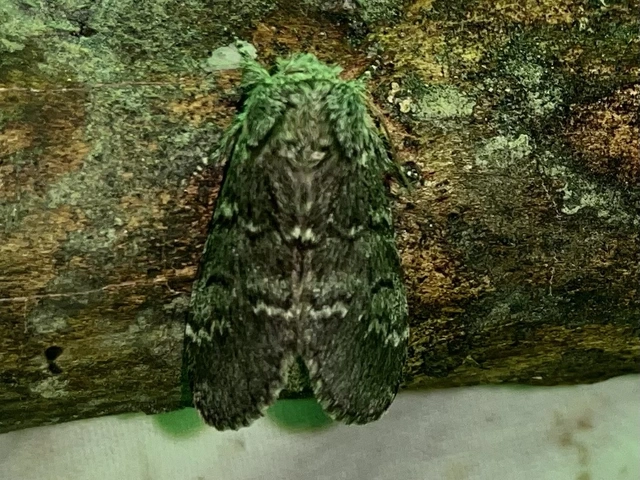Drymonia ruficornis - cserfa-púposszövő
