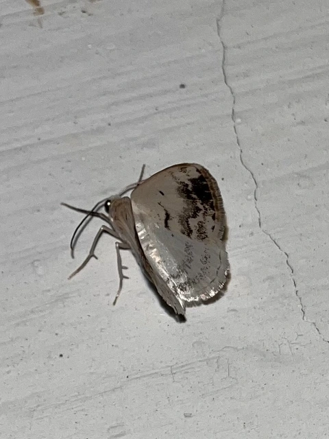 Lomographa temerata - foltos fehéraraszoló