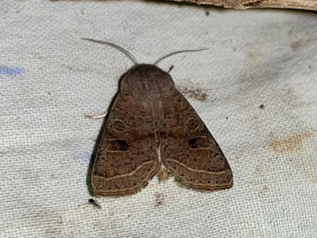 Orthosia cerasi - közepes barkabagoly