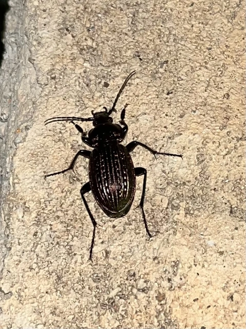 Carabus ulrichii - rezes futrinka Carabus ulrichii - rezes futrinka