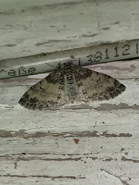 Lobophora halterata - szárnyfüggelékes araszoló