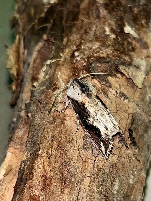 Egira conspicillaris - változékony szürkebagoly