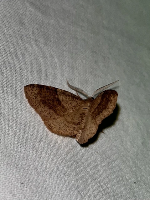 Plagodis pulveraria - szemcsés araszoló