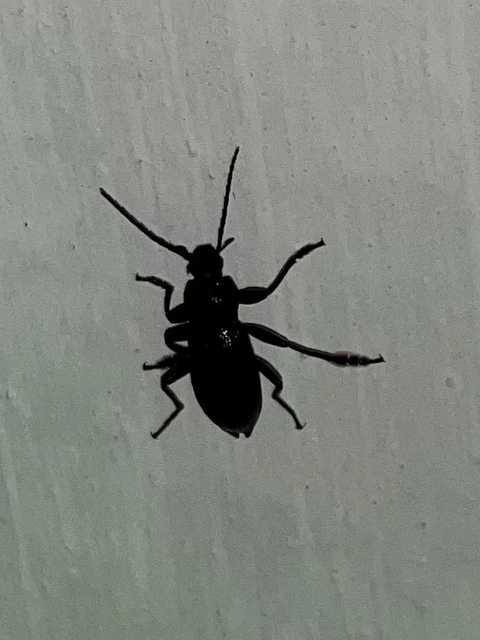 Stenomax aeneus - bronzos gyászbogár