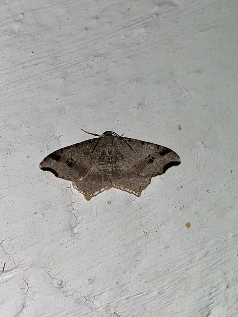 Macaria alternata - közönséges szürkearaszoló