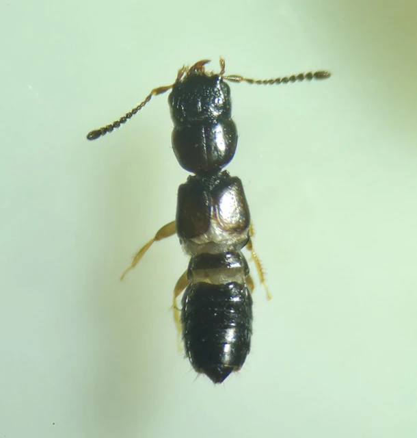 Platystethus nitens - réti korhóholyva