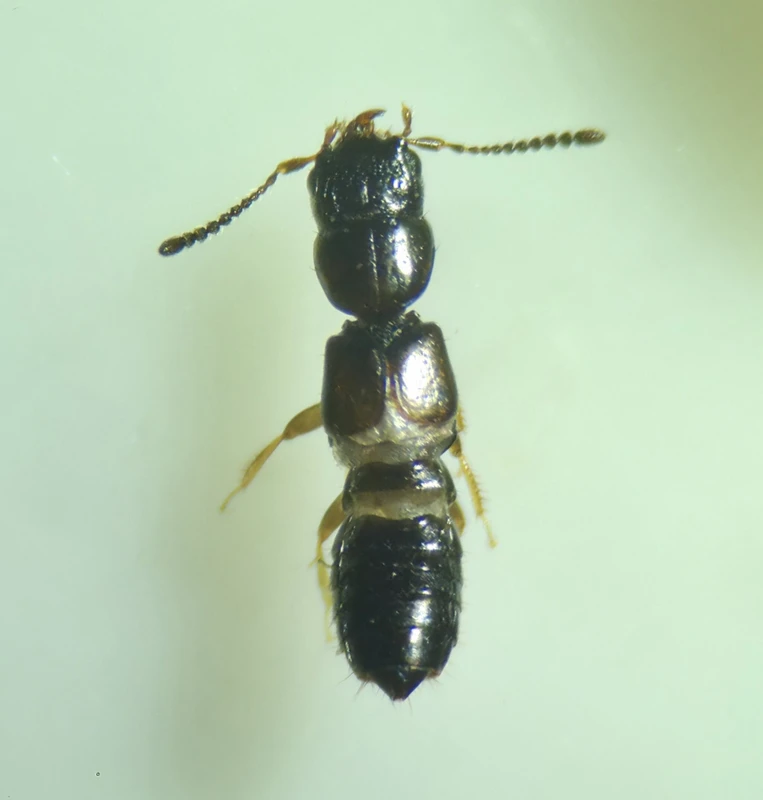 Platystethus nitens - réti korhóholyva
