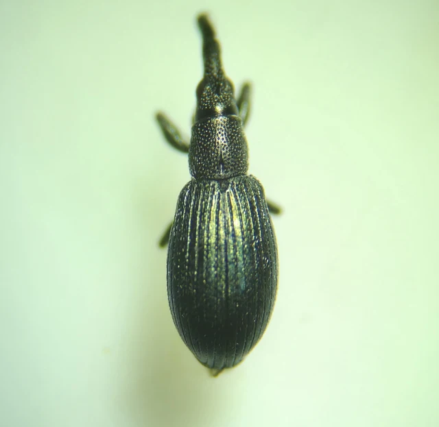 Stenopterapion meliloti - somkóró-cickányormányos