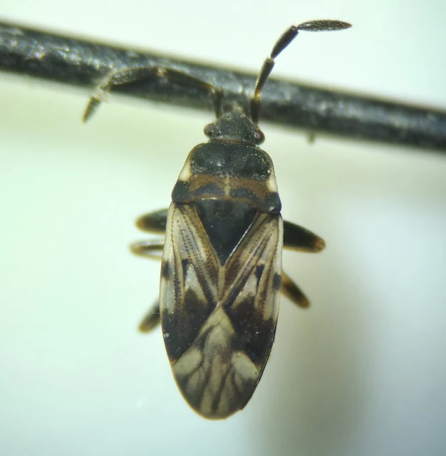 Scolopostethus Scolopostethus