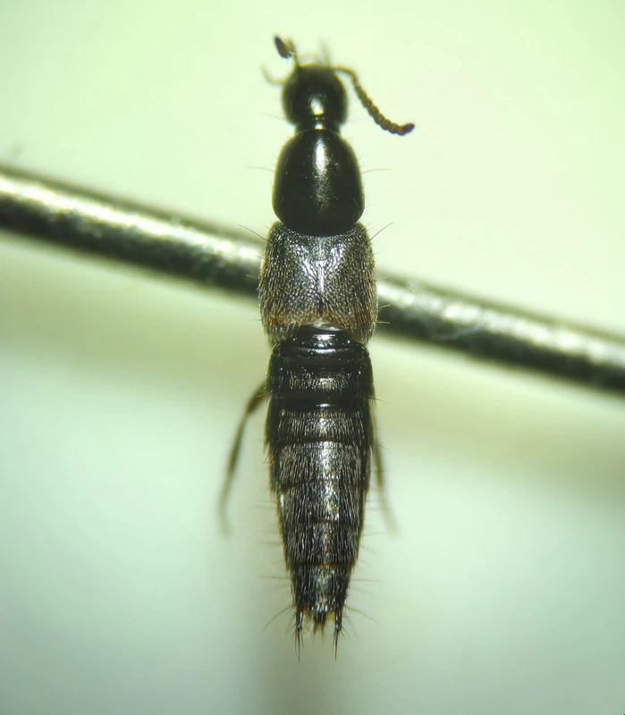 Philonthus coprophilus - szegélyesszárnyú ganajholyva