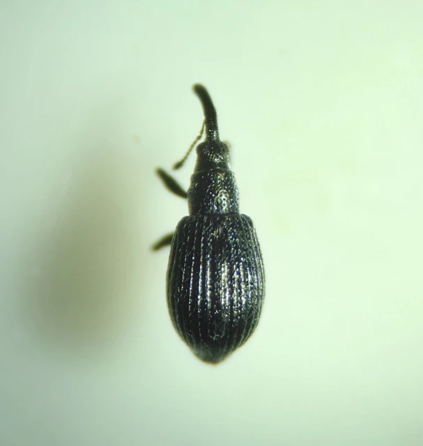 Ischnopterapion virens - lóheregyökér-cickányormányos