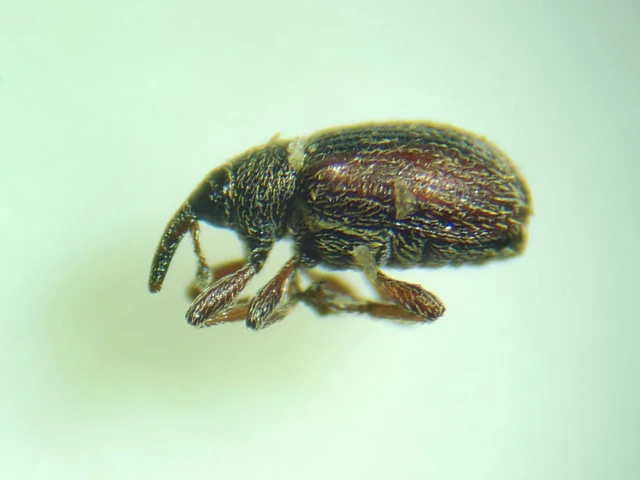 Gymnetron rotundicolle - fémesszőrű veronikaormányos