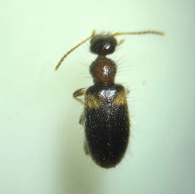 Hirticollis hispidus - szőrös fürgebogár