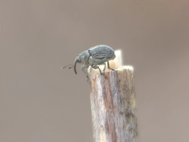 Ceutorhynchus typhae - pásztortáska-ceutormányos