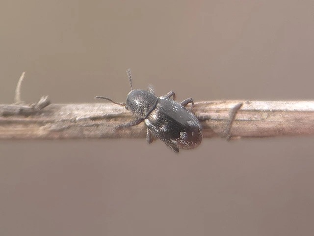 Pachnephorus villosus - közönséges fövenylevelész