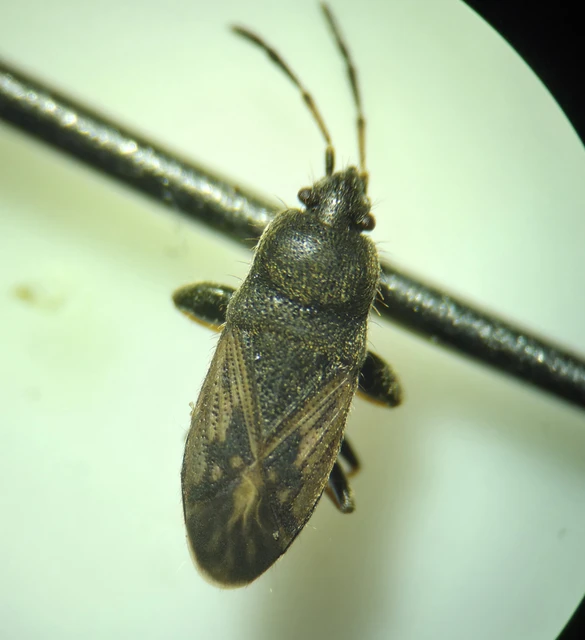 Megalonotus