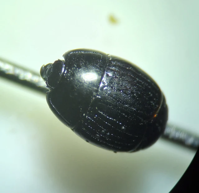 Atholus duodecimstriatus duodecimstriatus - tizenkétbarázdás sutabogár