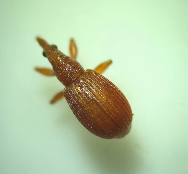 Apion frumentarium - vörös cickányormányos