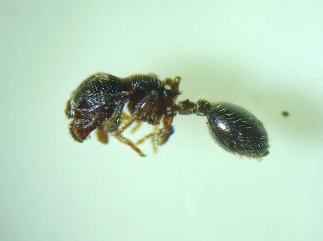 Myrmecina graminicola - ráncoshangya