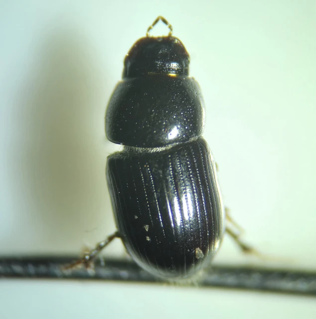 Aphodius granarius - szurokszínű trágyabogár