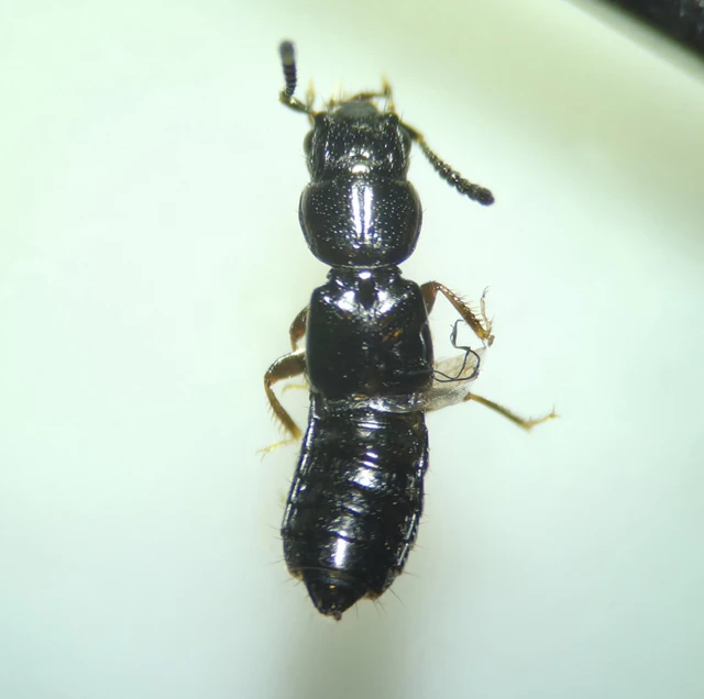 Platystethus nitens - réti korhóholyva