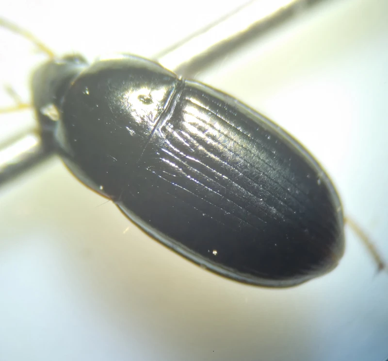 Amara anthobia - réti közfutó