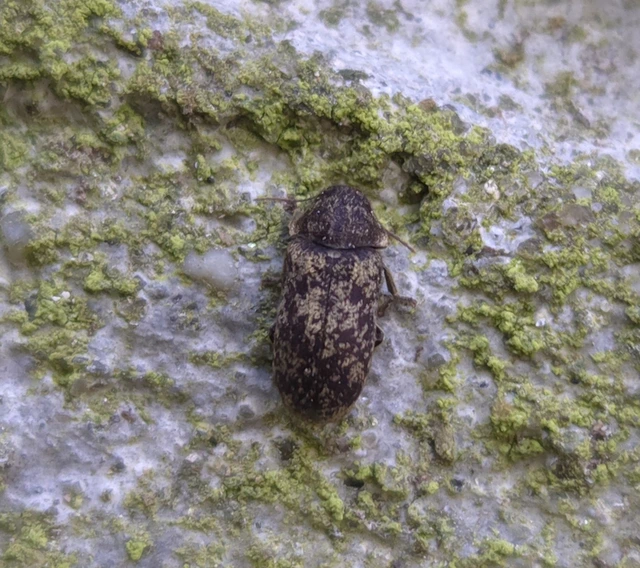 Xestobium rufovillosum - nagy álszú