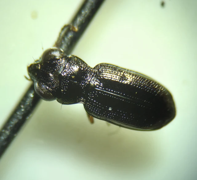 Notiophilus rufipes - vöröslábú szemesfutó