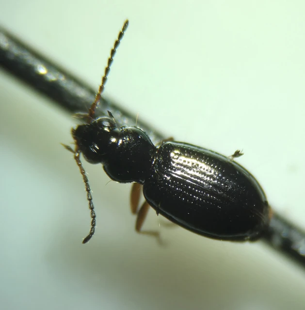 Bembidion lampros - erdei gyorsfutó