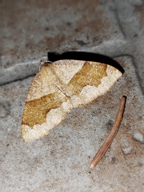 Plagodis pulveraria - szemcsés araszoló
