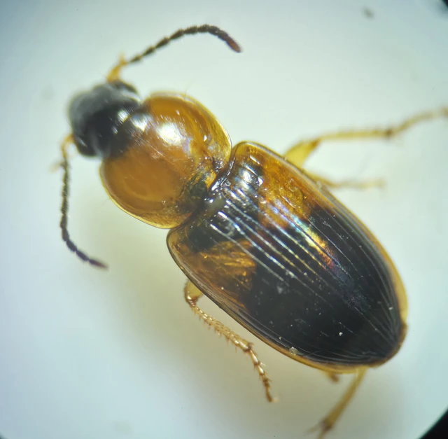 Stenolophus teutonus - nagyfoltos turzásfutó