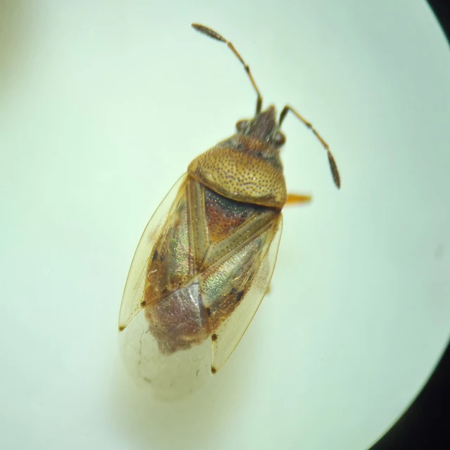Kleidocerys resedae - nyírbodobács