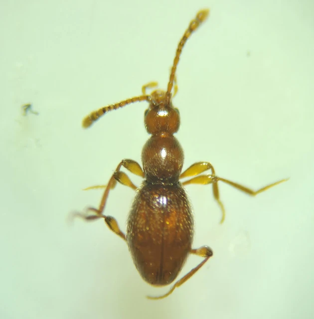 Scydmaenidae - gödörkésbogár-félék