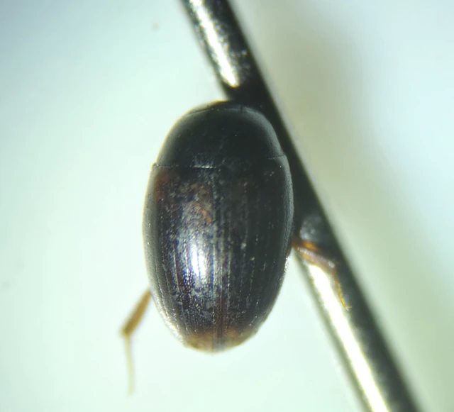 Cercyon Cercyon