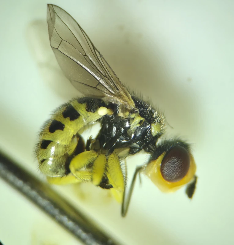 Dalmannia