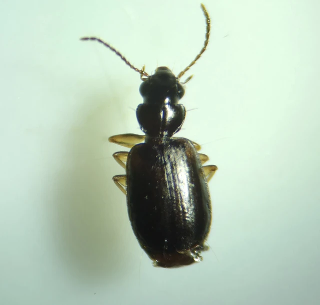 Syntomus pallipes - sárgalábú gyökérfutó