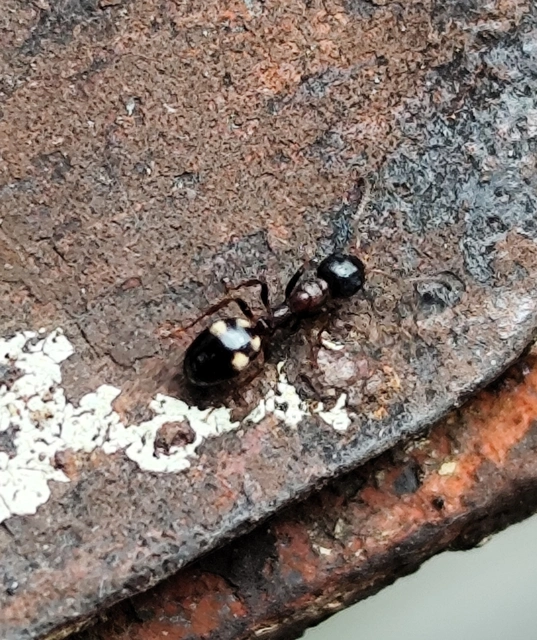 Dolichoderus quadripunctatus - négypettyes erdeihangya